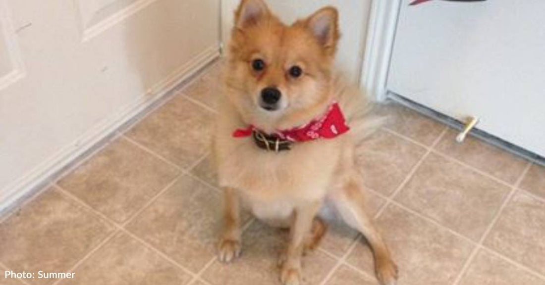 Woman Moves to a New Place So She Can Take in Abandoned Pomeranian