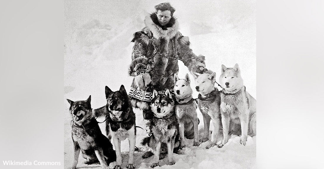 Before Balto There Was Togo The True Hero Of The Serum Run