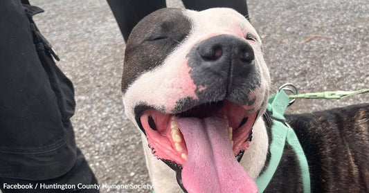 Happy dog with a big smile and tongue out, enjoying outdoor time.