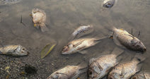 Dozens of dead fish lie washed up along the muddy shoreline of a shallow, murky body of water.