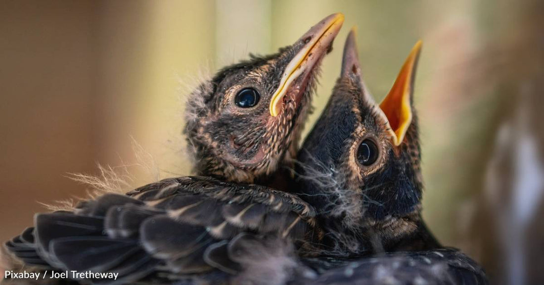 Traffic Noises Impact Baby Birds' Development and Mortality Risk, New Study Shows