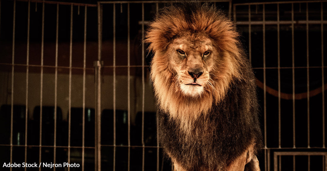 Victory for Animal Rights as Massachusetts Bans Exotic Animals in Circuses