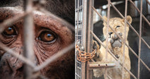 Close-up of a chimpanzee’s somber eyes and face seen through the metal bars of a cage. A young lion presses its paws against the rusted bars of a locked metal enclosure.