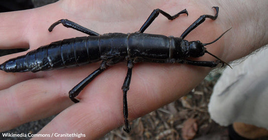 Reviving the World's Rarest Insect is a Battle Against Odds for the Tree Lobster