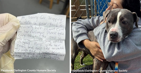 Side-by-side images show a handwritten note about a dog named Queenie and a gray-and-white dog being held by a person at a shelter.
