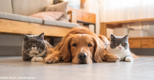 Golden retriever lying down with two cats, indoors in a cozy setting.