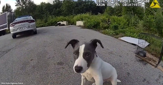 A gray and white puppy sits on a parking lot pavement near a police vehicle and an open wire crate.