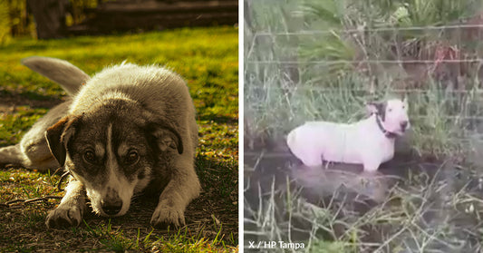 Abandoned Hurricane Dog Inspires Law to Save Pets from Future Storms