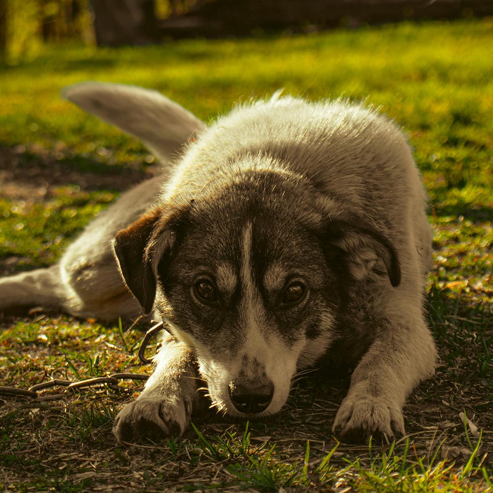 Make It Illegal To Abandon Pets In Deadly Storms