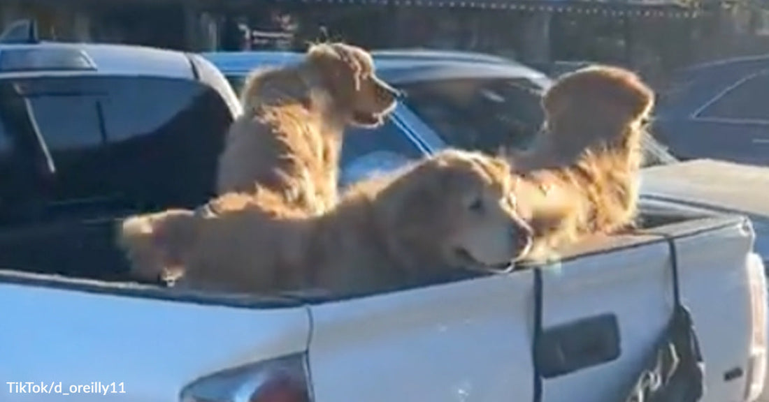 Three golden retrievers ride together in the open bed of a white pickup truck.