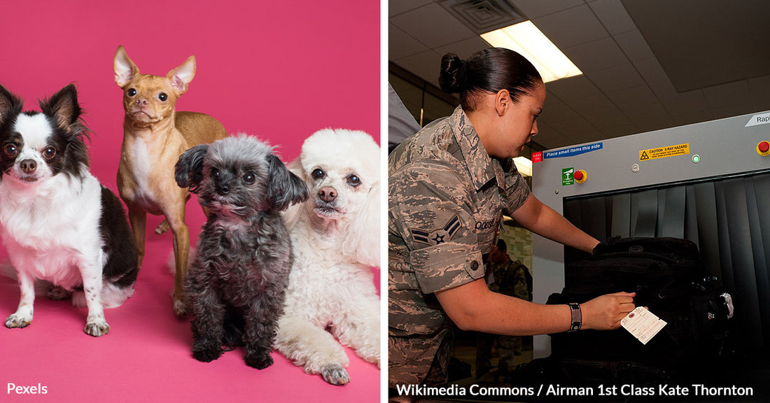 Pet Owners Urged To Follow TSA's Urgent Warning About Airport X-ray Scanners