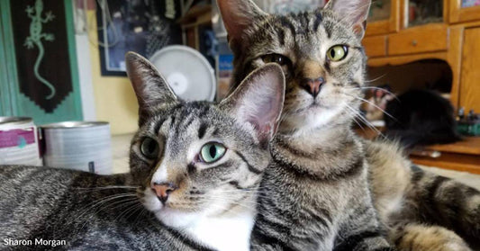 Woman Finds Two Stray Tabby Kittens From Different Litters in the Same Month