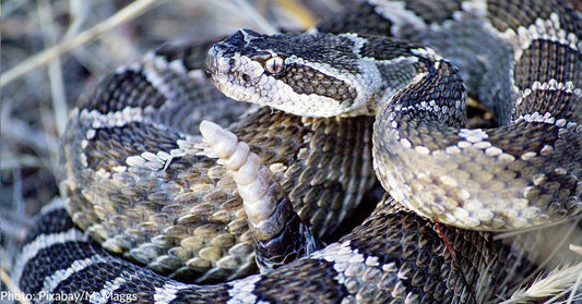 Hiker In Tucson, Arizona, Offers Water To Rattlesnake And Its Reaction Goes Viral