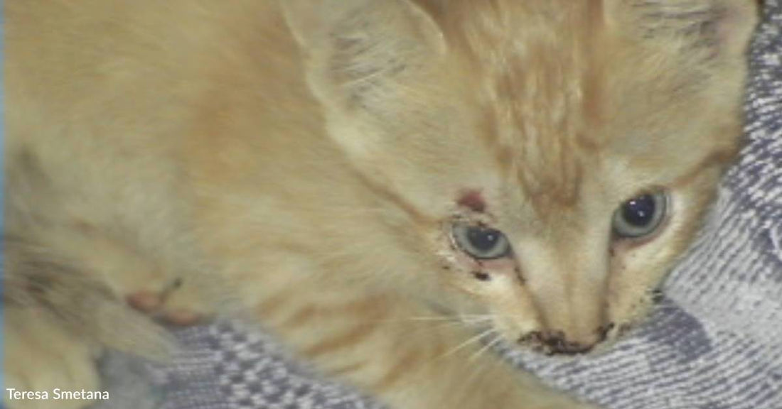 Kitten Rescued After Tumbling Off a Dump Truck