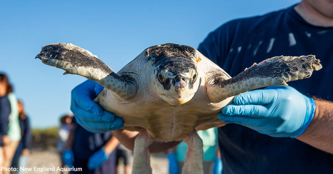 A person in gloves holds a sea turtle against a clear sky backdrop.