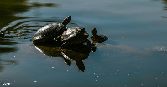 Violinist's Mesmerizing Park Performance Draws Unexpected Turtle Audience