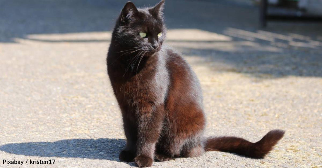 Campus Cat Becomes Buddies with Professor, Who Adopts Him Just Before Winter