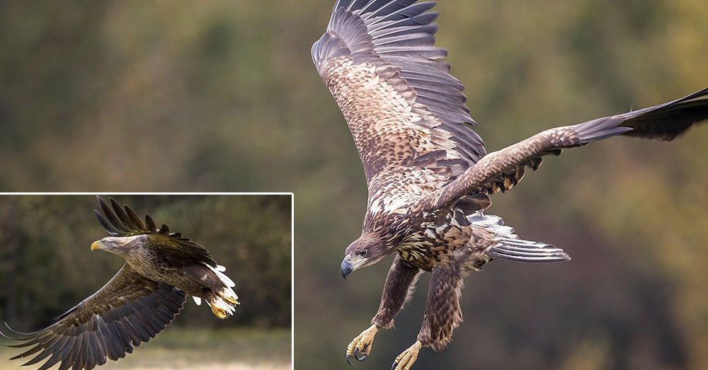 White-Tailed Eagle, The UK's Biggest Winged Predator, Makes A Return