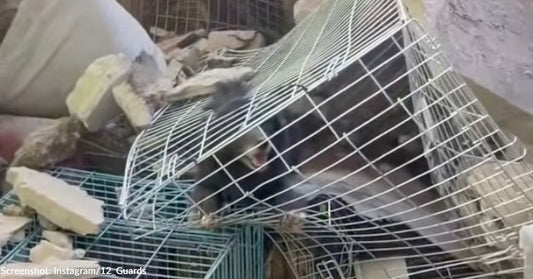 Ukraine Animal Clinic Hit by Two Missiles as Rescuers Rush to Save Animals