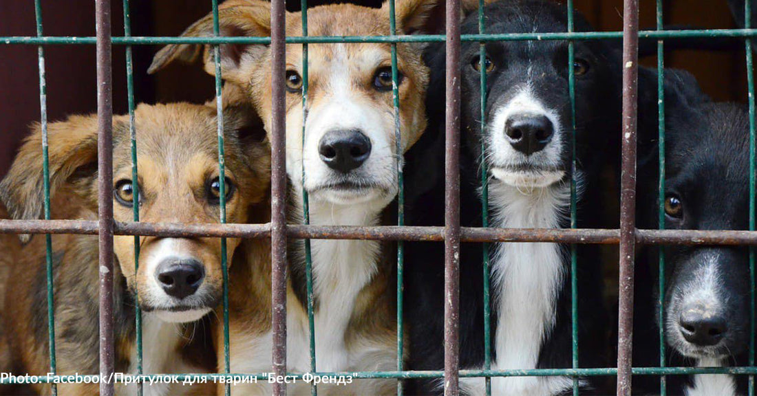 Ukraine Animal Shelter Destroyed By Bombs Is Trying To Rebuild While Caring For Hundreds Of Animals