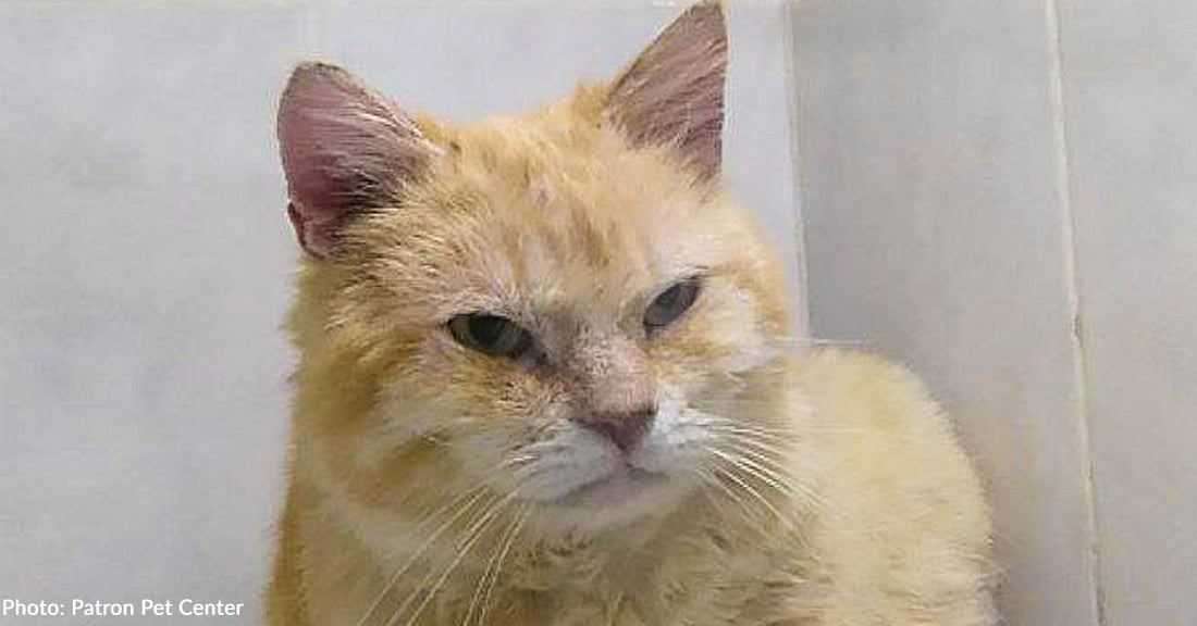 Elderly Couple Fleeing War in Ukraine Surrenders Cat to Give Him a Better Life