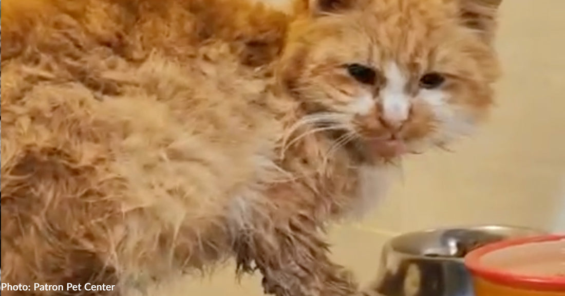 Traumatized Cat Found Wandering Bombed Ukrainian Town Gets Second Chance