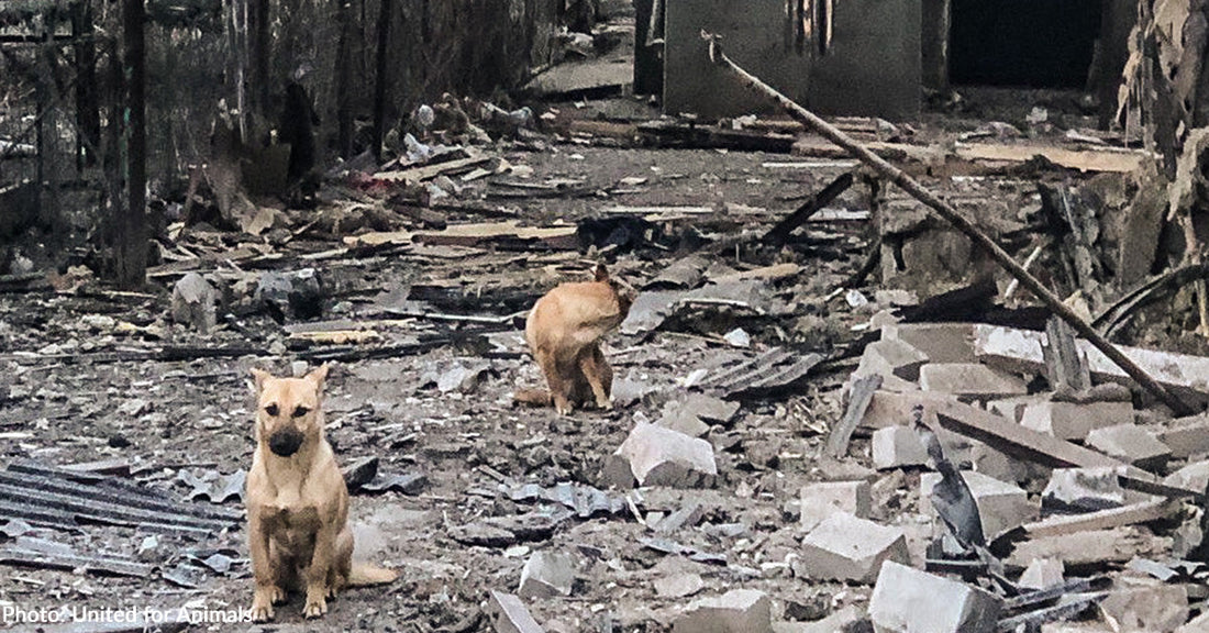 Ukraine Couple Survives Occupation and Repeated Bombings to Care for Dogs