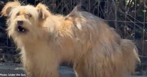 white scruffy dog barking outdoors
