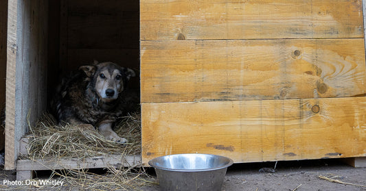 Homeless Dogs In Ukraine Have A Safe And Warm Place To Go, Thanks To You