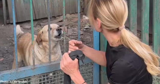 Ukraine Dog Rescued After Spending Two Years Alone Near Front Lines