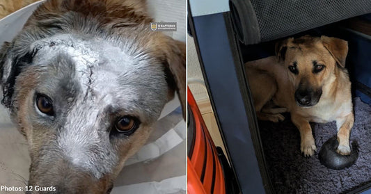 Critically Injured Ukraine Dog Defies Odds and Finds Loving Home