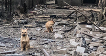 two tan dogs sitting among rubble 