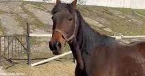 Senior Horse Abandoned in Ukraine Rescued Just in Time