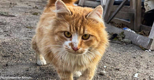 Ukrainians Living in Damaged Homes Without Power Continue to Care for Homeless Animals