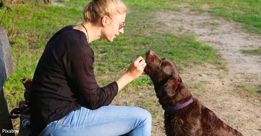 We May Not Understand Our Dogs As Well As We Think
