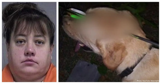 Woman Arrested After Shooting Dog In Head With Crossbow