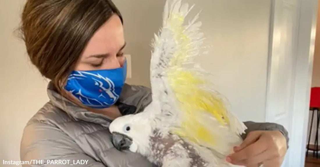 A woman in a mask gently holds a yellow-crested cockatoo.