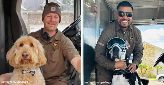 Split image showing two delivery drivers posing with friendly dogs inside delivery trucks.