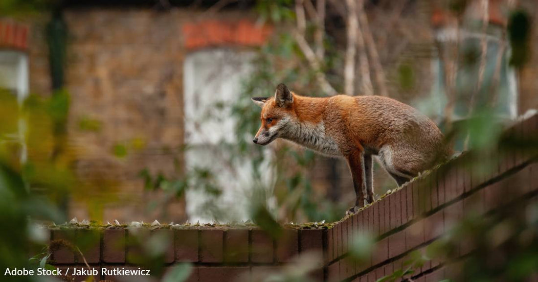 Urban Foxes Are More Daring But Not Necessarily Smarter Than Their Rural Cousins, Study Finds