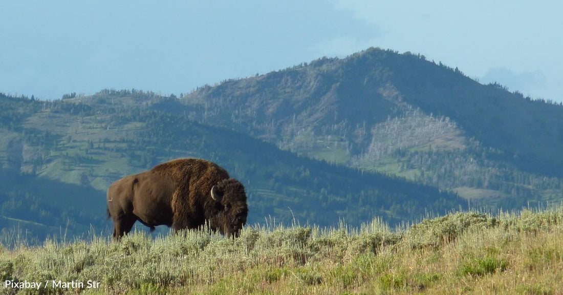 The U.S., Canada, and Mexico Sign New Agreement to Promote Bison Restoration