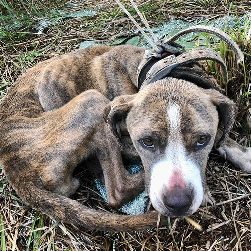 Tell the USDA to Punish Cruelty Not Excuse It