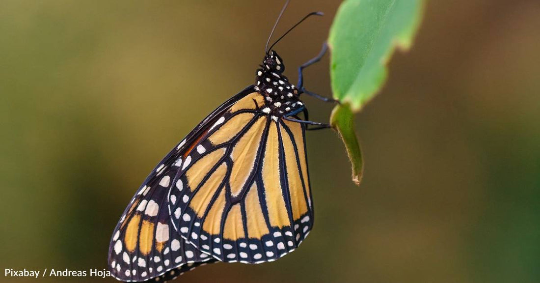 U.S. Fish and Wildlife Service Proposes Listing the Monarch Butterfly as Threatened