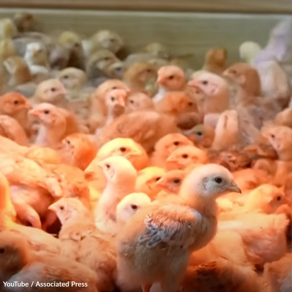 Tell the USPS to Stop Treating Animals Like Cargo