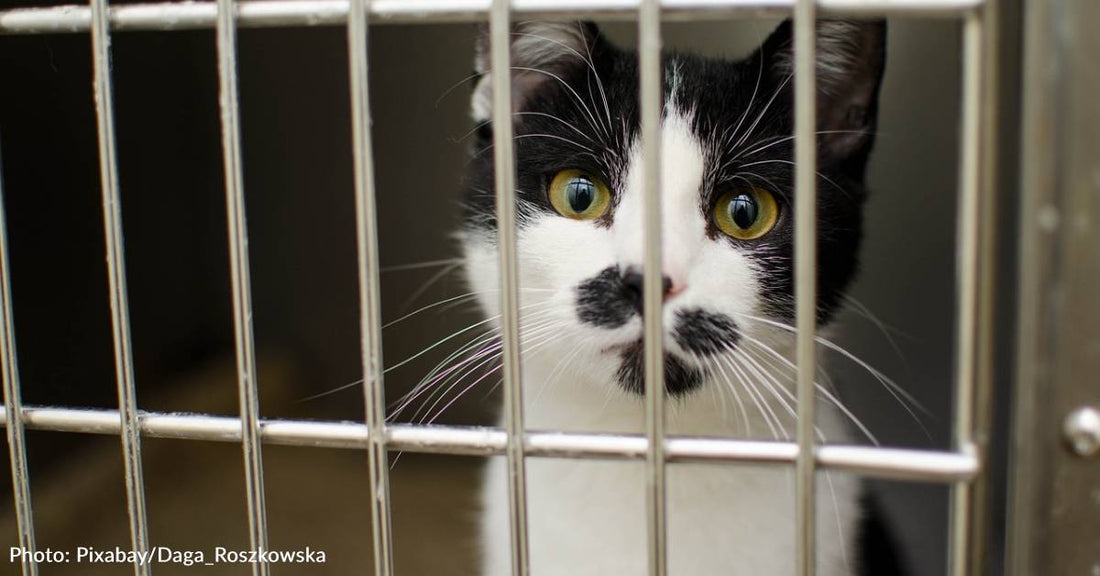 Utah Finally Bans Use Of Gas Chambers To Euthanize Cats & Dogs