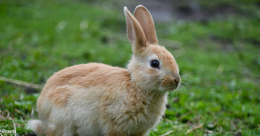 Conservation Hope Soars as Utah Invests in Wildlife Recovery Efforts