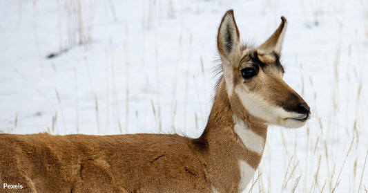 Poachers Ravage Utah Wildlife as Over 100 Animals Killed Illegally