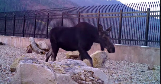 Bears, Moose, and Bobcats Captured Using Utah's First Wildlife Bridge