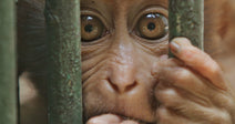 A wide-eyed baby monkey peers through the green bars of a cage, clutching the bars with both small hands.