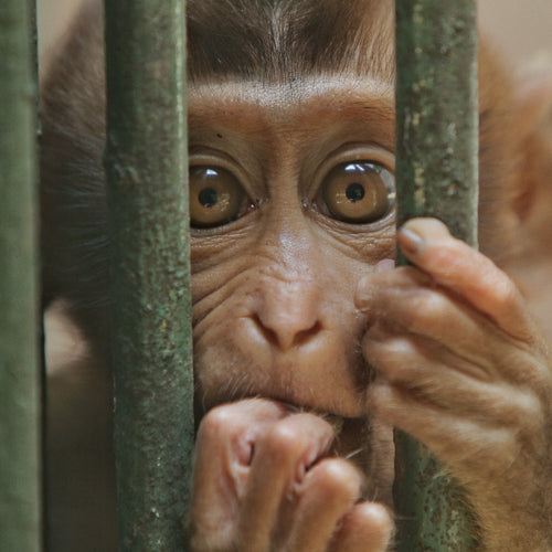 A wide-eyed baby monkey peers through the green bars of a cage, clutching the bars with both small hands.