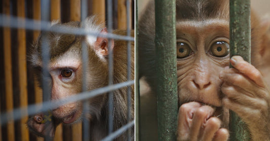 On the left, an adult macaque sits inside a wire cage; on the right, a wide-eyed baby macaque peers through green metal bars with tiny hands gripping them.